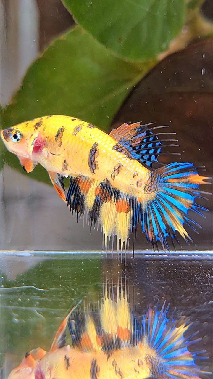FEMALE CROWNTAIL YELLOW KOI TIGER MULTICOLOR BETTA FISH