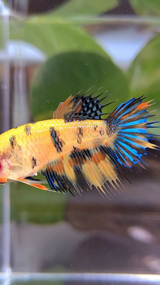 FEMALE CROWNTAIL YELLOW KOI TIGER MULTICOLOR BETTA FISH