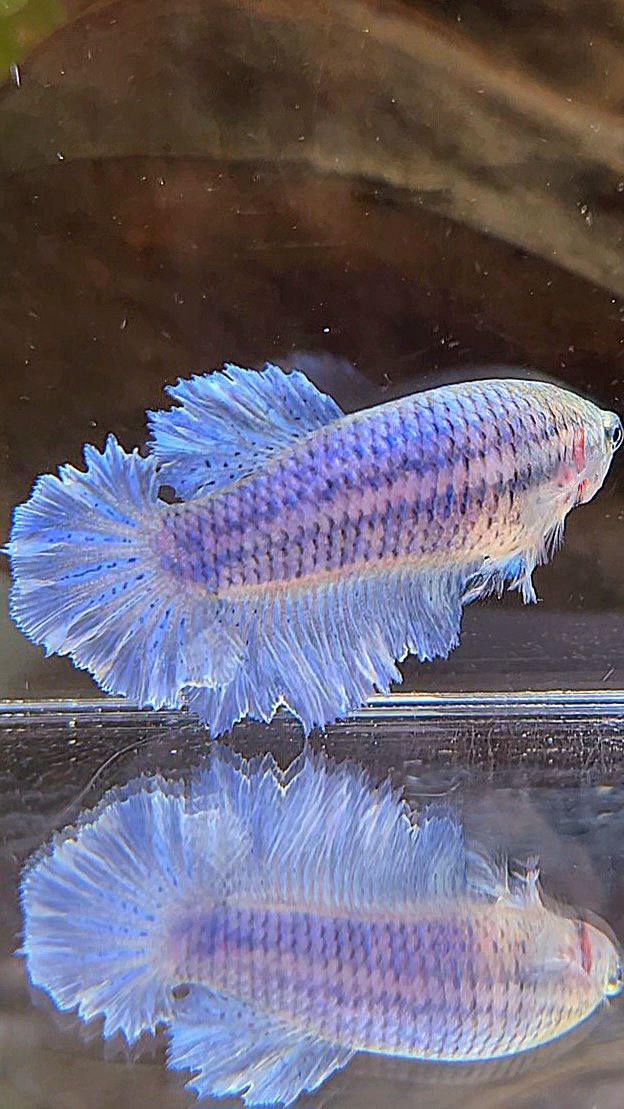 FEMALE HALFMOON KING FEATHER TAIL BLUE BETTA FISH