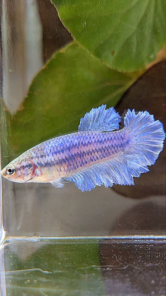 FEMALE HALFMOON KING FEATHER TAIL BLUE BETTA FISH