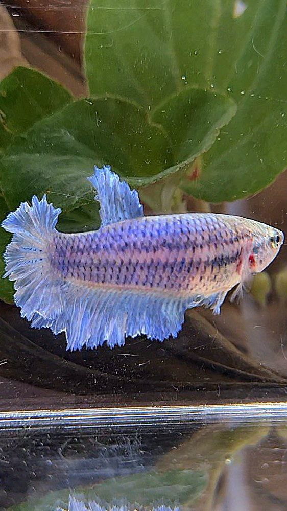 FEMALE HALFMOON KING FEATHER TAIL BLUE BETTA FISH