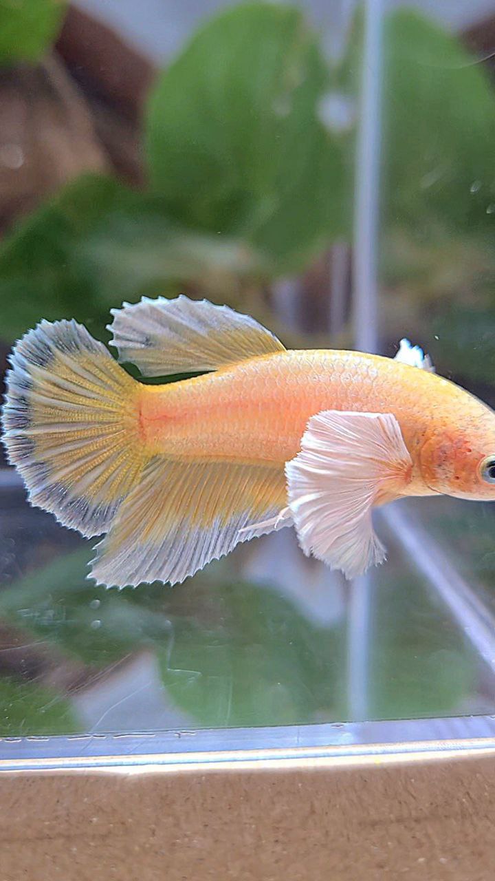 FEMALE HALFMOON DUMBO EAR GOLD BETTA FISH