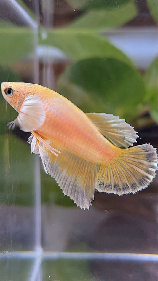 FEMALE HALFMOON DUMBO EAR GOLD BETTA FISH