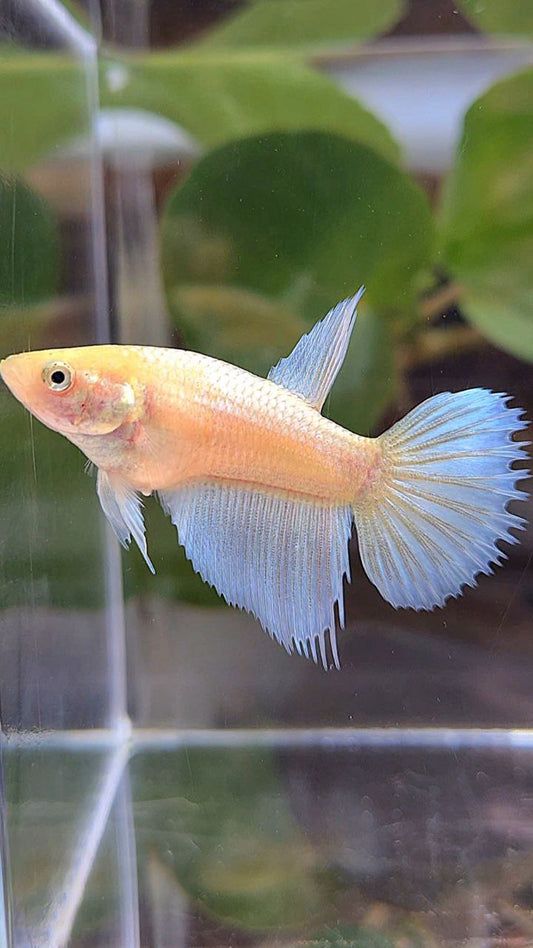 FEMALE HALFSUN WHITE YELLOW WASH BETTA FISH