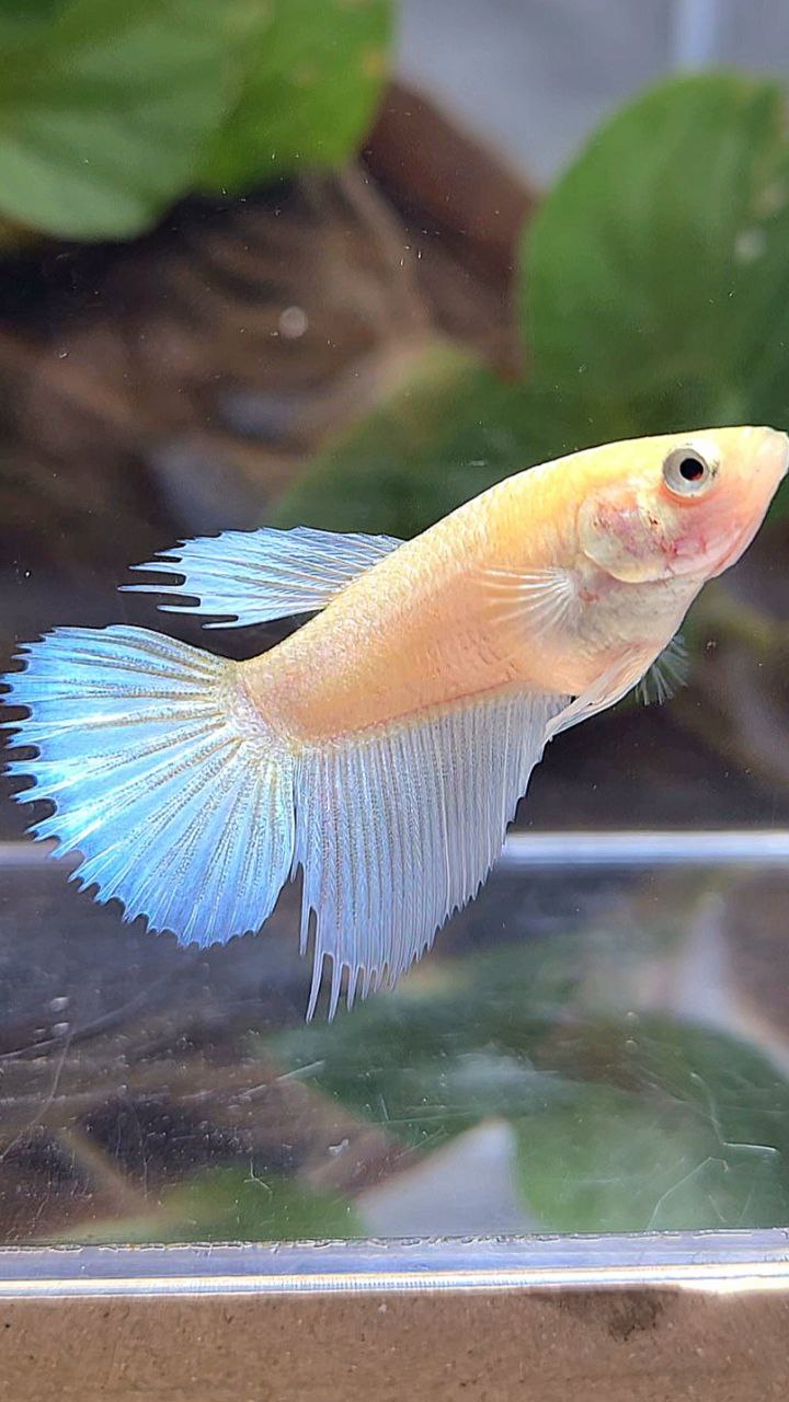 FEMALE HALFSUN WHITE YELLOW WASH BETTA FISH