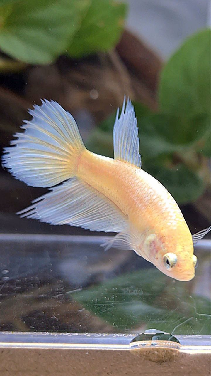 FEMALE HALFSUN WHITE YELLOW WASH BETTA FISH