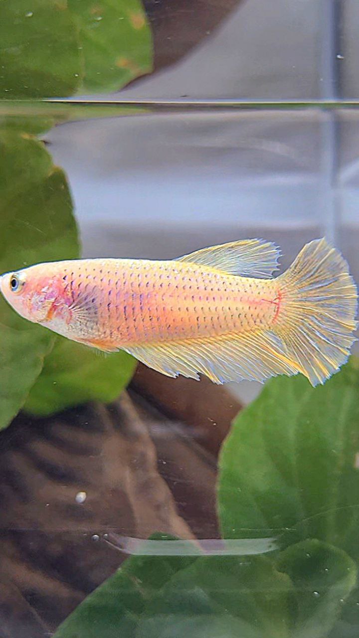 FEMALE HALFMOON YELLOW BETTA FISH