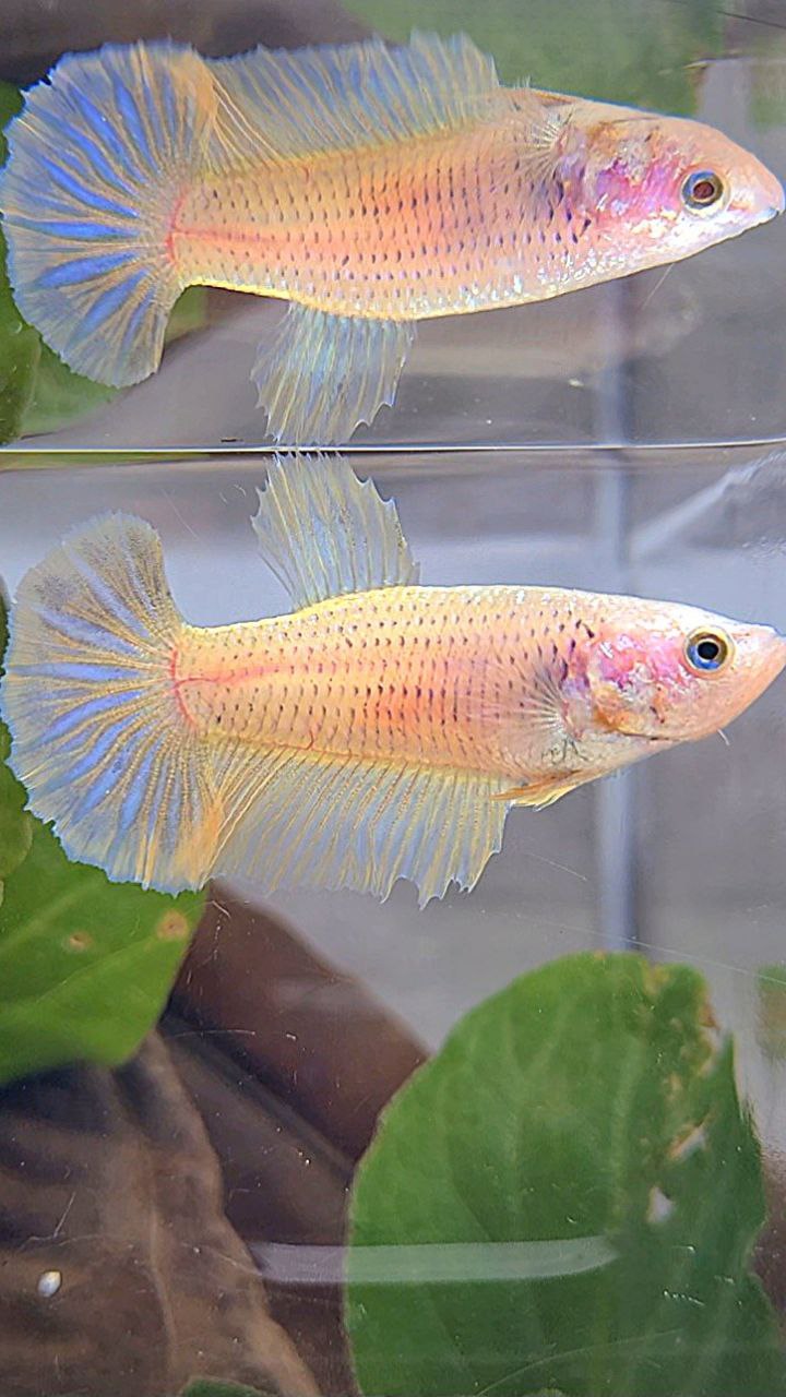 FEMALE HALFMOON YELLOW BETTA FISH