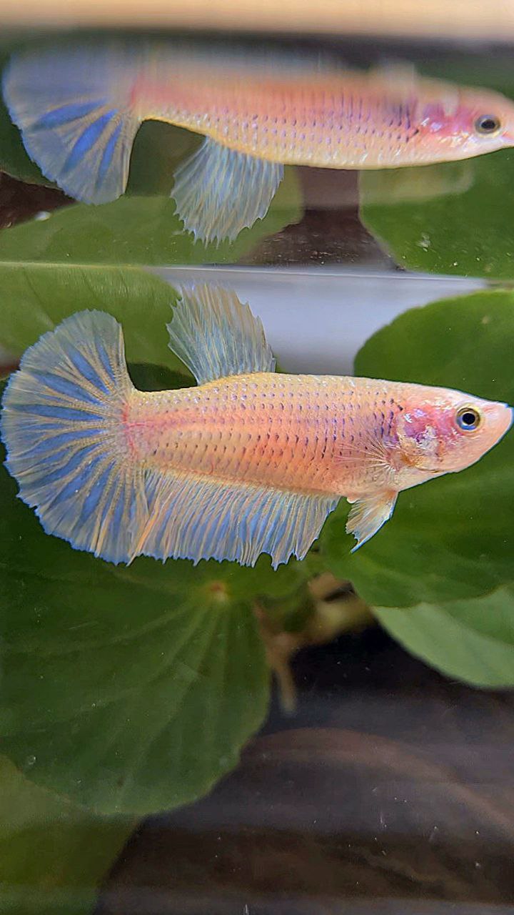 FEMALE HALFMOON YELLOW BETTA FISH