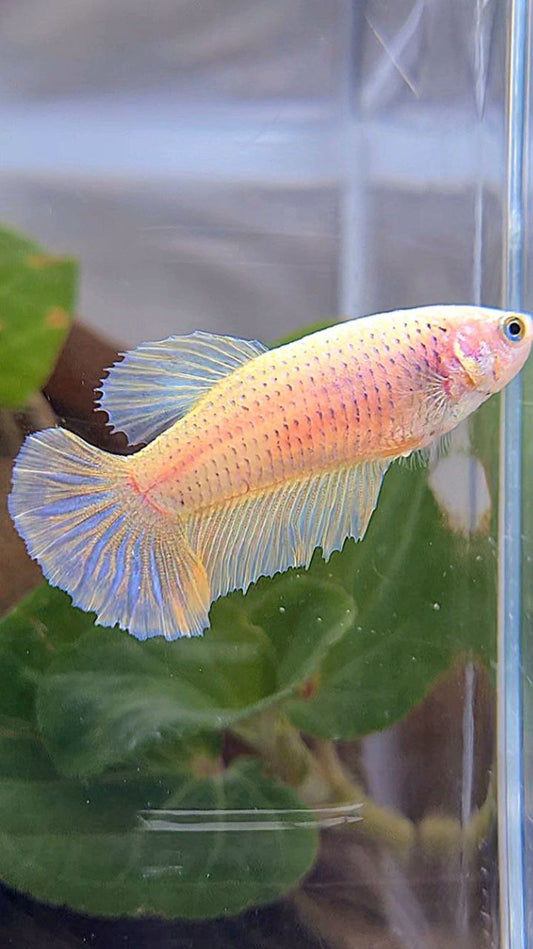 FEMALE HALFMOON YELLOW BETTA FISH