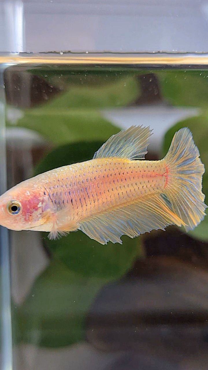FEMALE HALFMOON YELLOW BETTA FISH