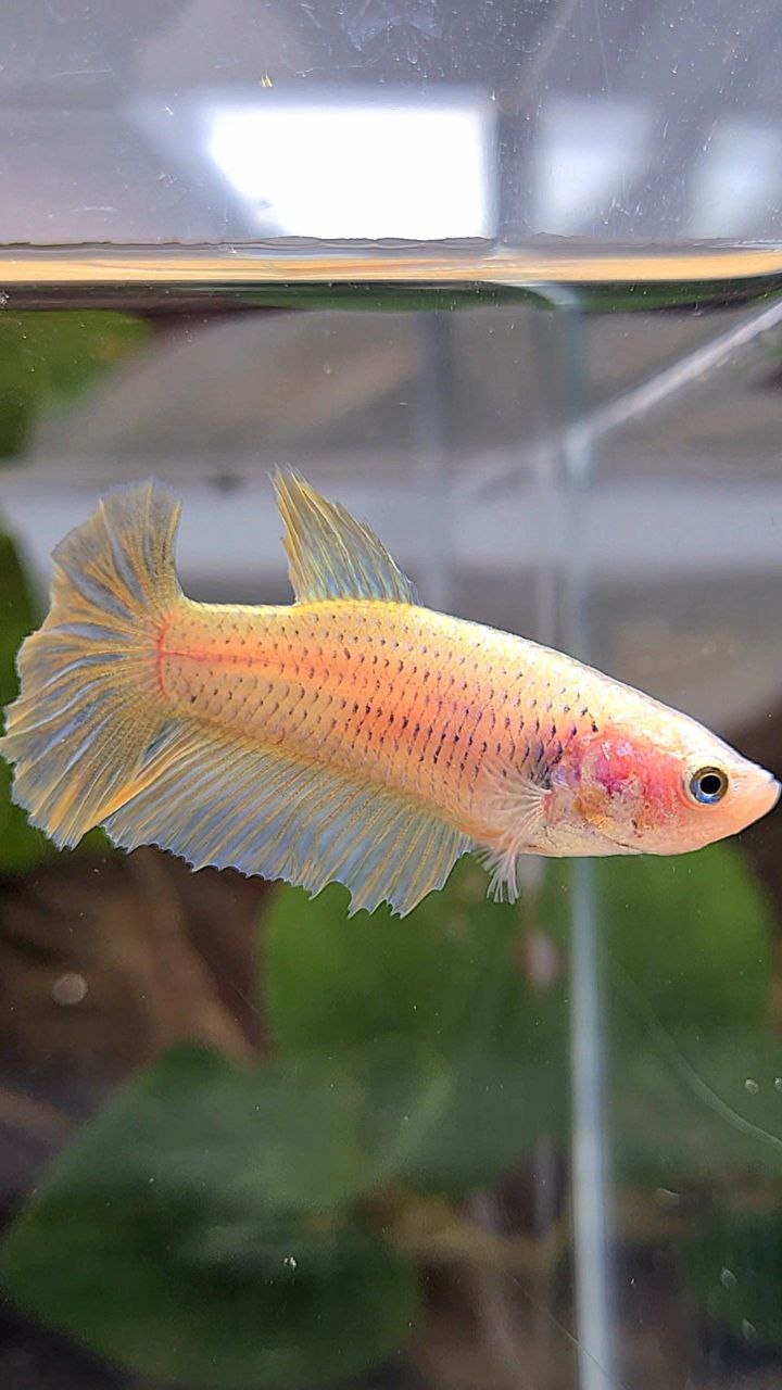 FEMALE HALFMOON YELLOW BETTA FISH