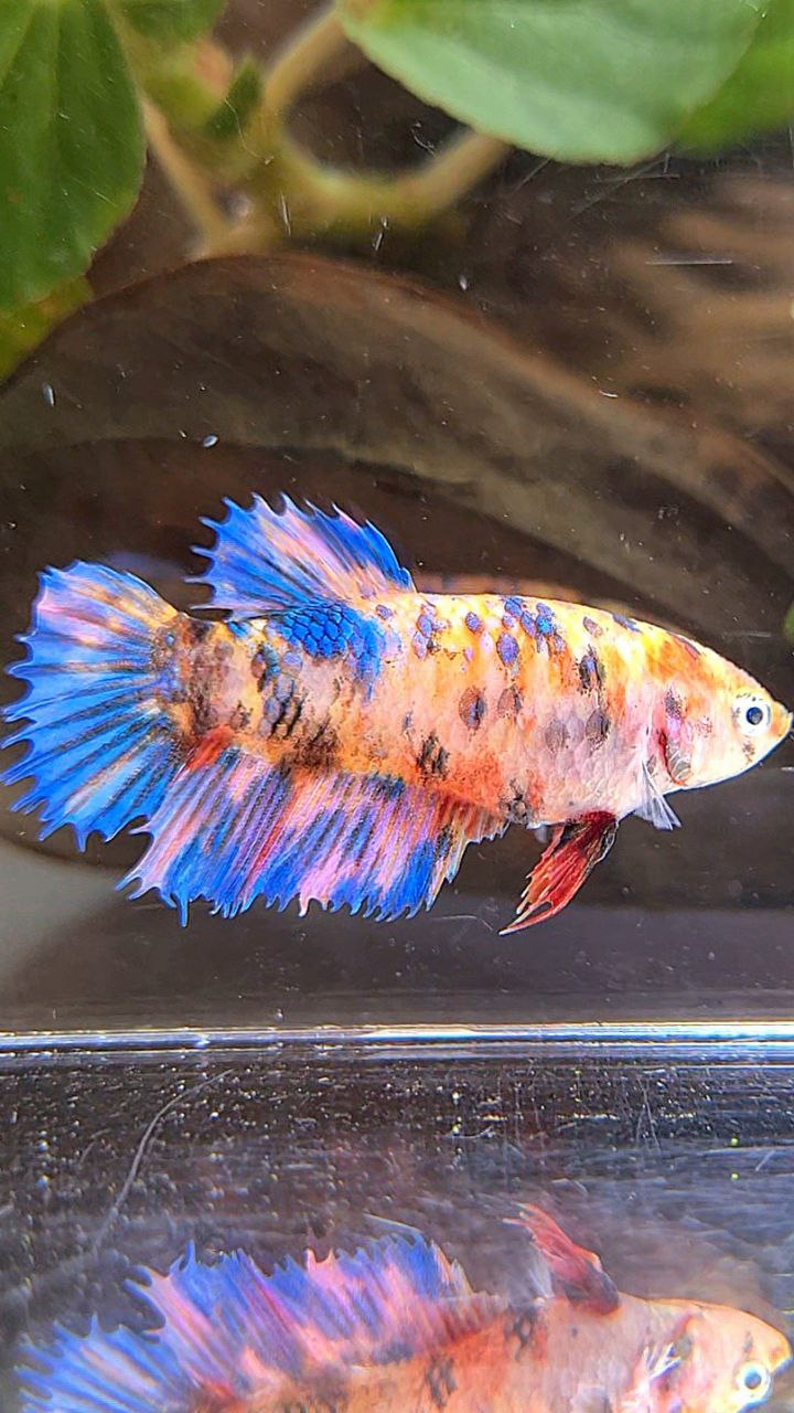 FEMALE CROWNTAIL PURPLE CANDY MULTICOLOR BETTA FISH