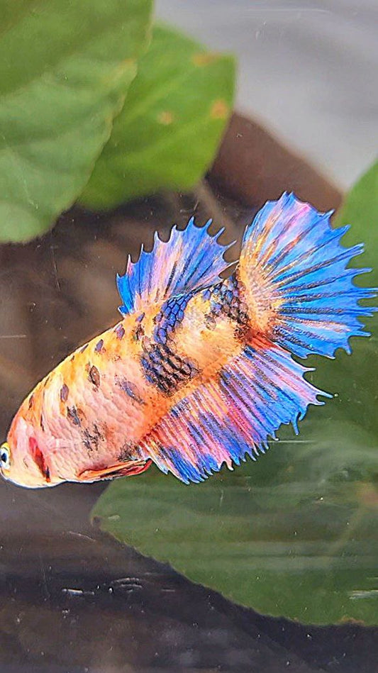 FEMALE CROWNTAIL PURPLE CANDY MULTICOLOR BETTA FISH
