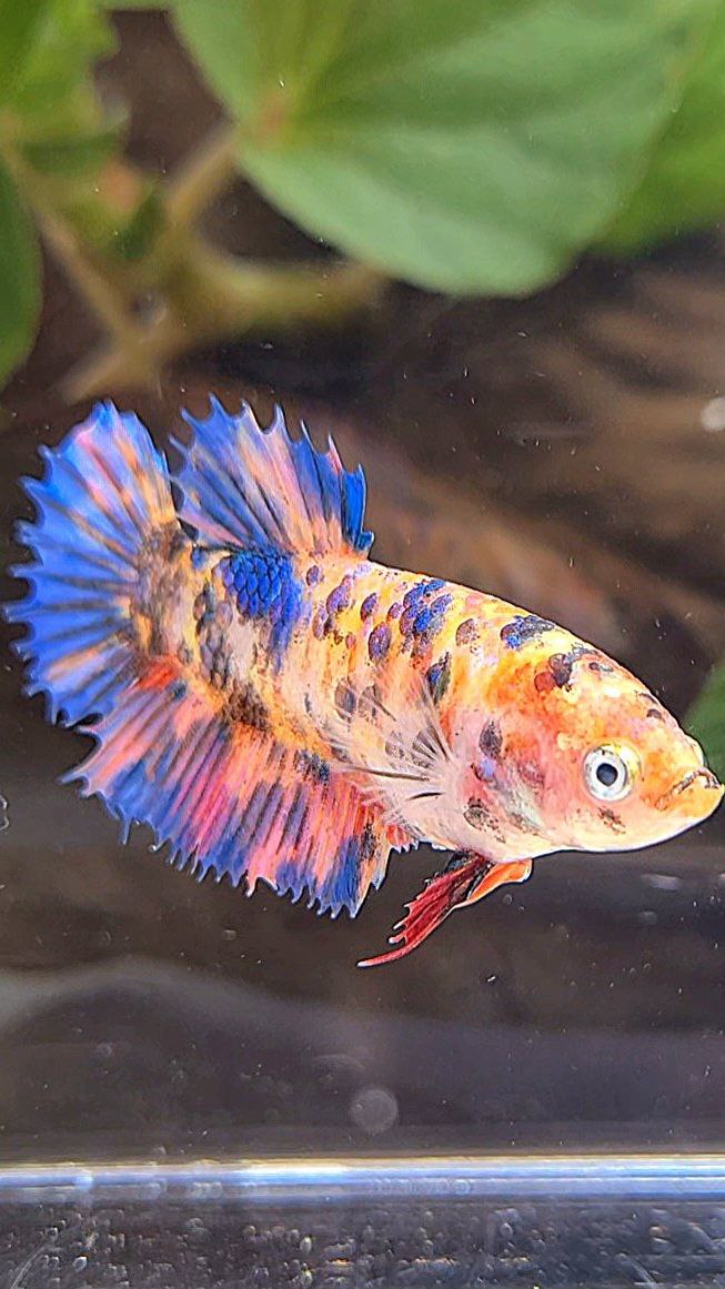 FEMALE CROWNTAIL PURPLE CANDY MULTICOLOR BETTA FISH