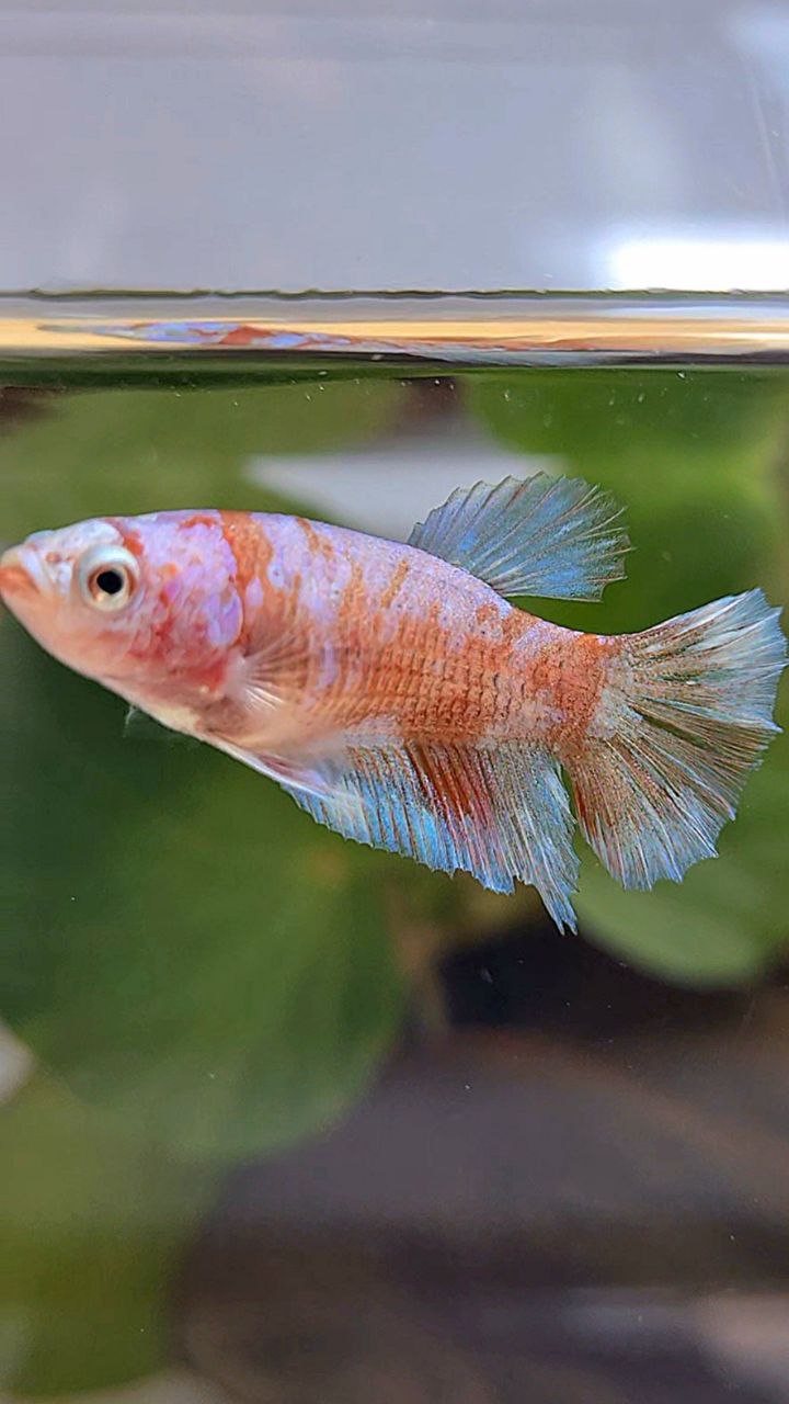 FEMALE HALFMOON WHITE GALAXY KOI BETTA FISH