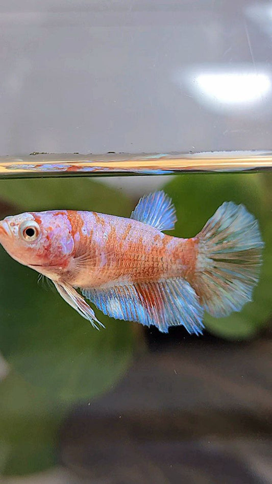 FEMALE HALFMOON WHITE GALAXY KOI BETTA FISH