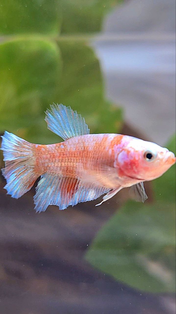 FEMALE HALFMOON WHITE GALAXY KOI BETTA FISH