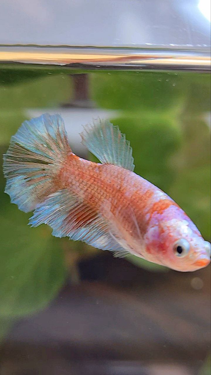 FEMALE HALFMOON WHITE GALAXY KOI BETTA FISH