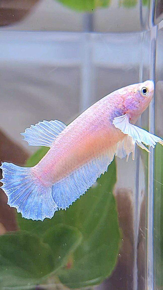 FEMALE PLAKAT DUMBO EAR WHITE BETTA FISH