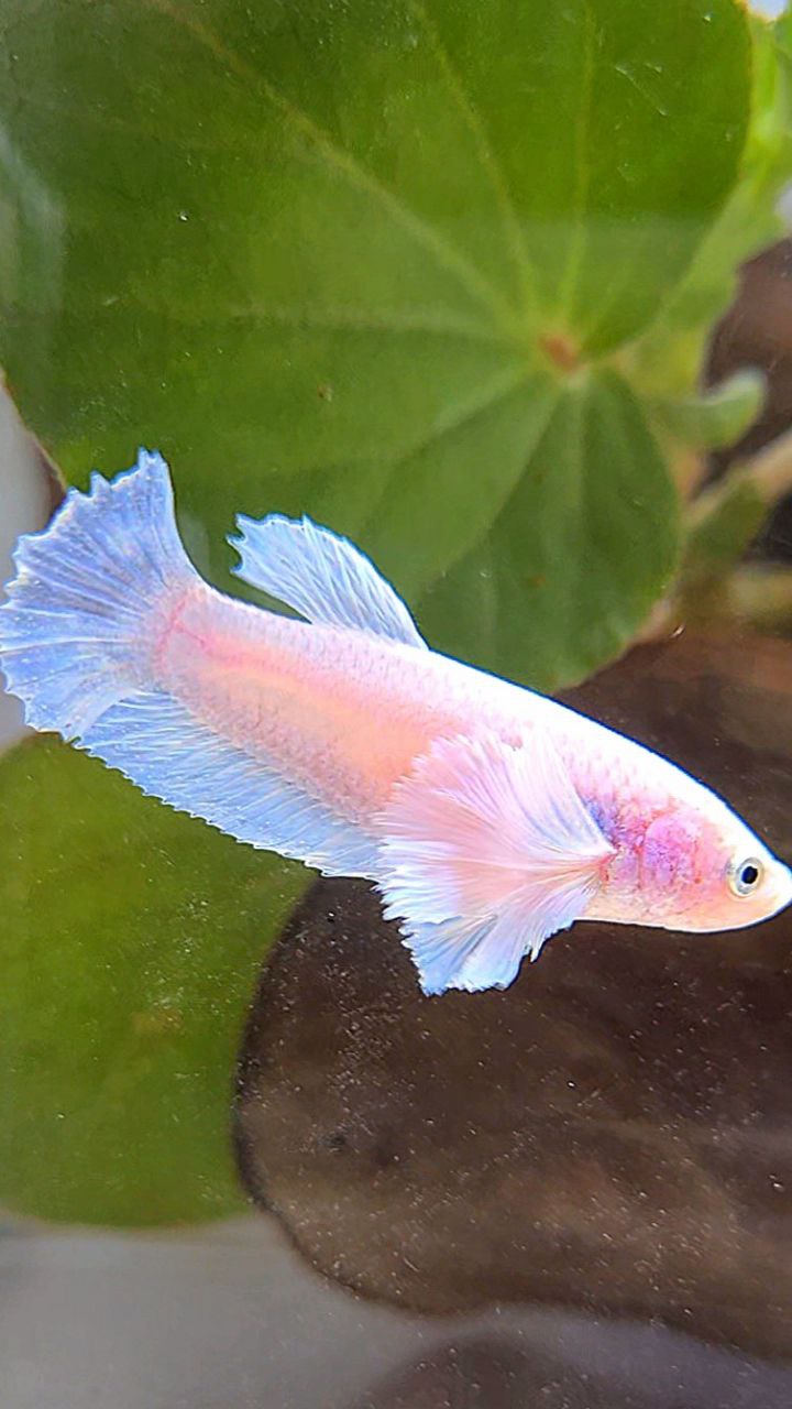 FEMALE PLAKAT DUMBO EAR WHITE BETTA FISH