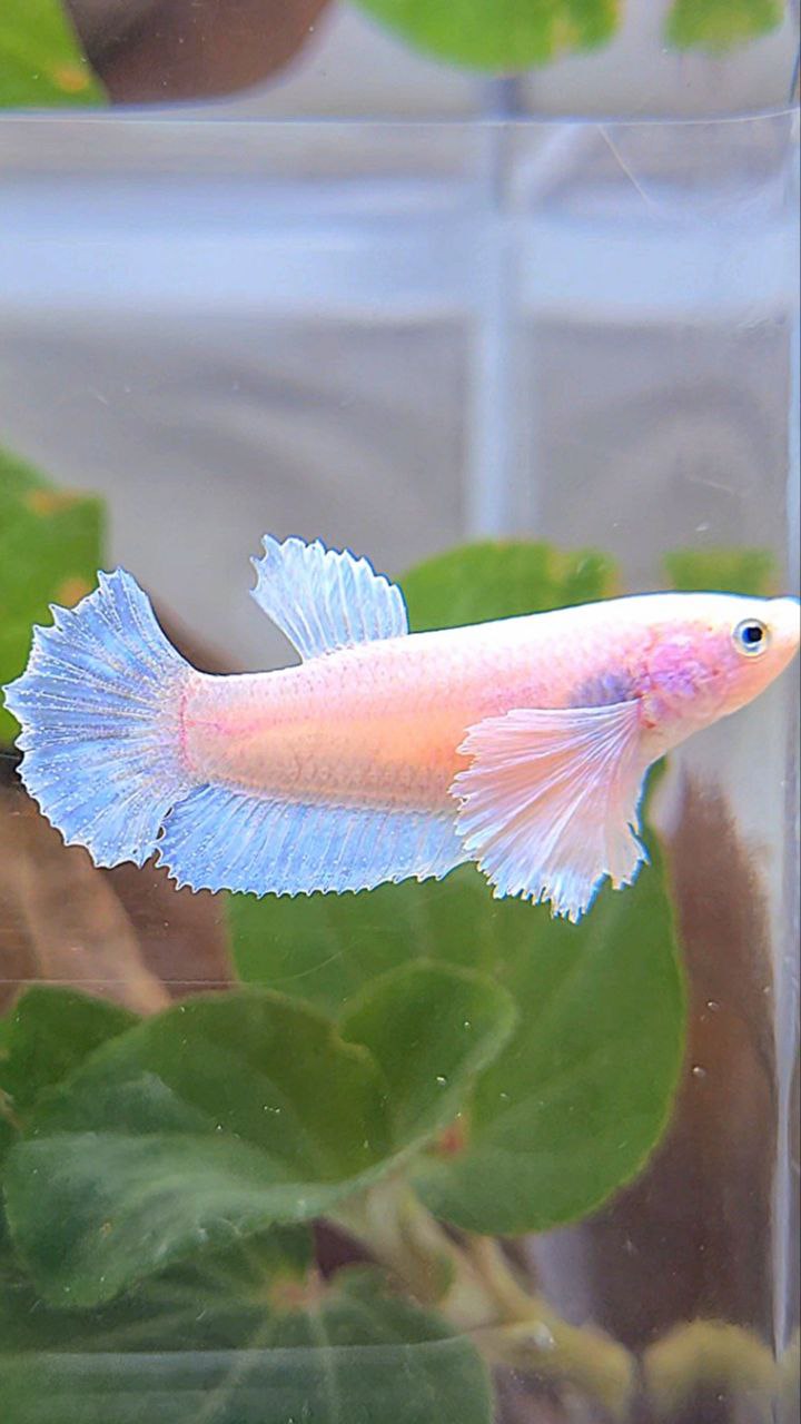 FEMALE PLAKAT DUMBO EAR WHITE BETTA FISH