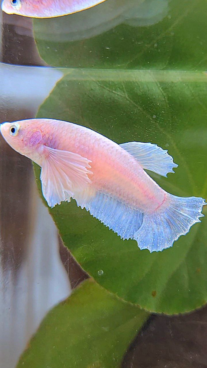 FEMALE PLAKAT DUMBO EAR WHITE BETTA FISH
