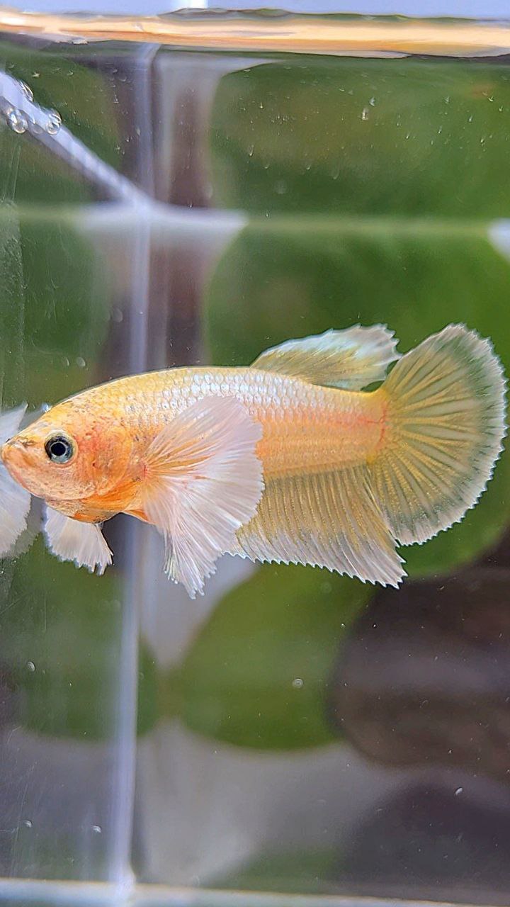 FEMALE HALFMOON DUMBO EAR GOLD BETTA FISH