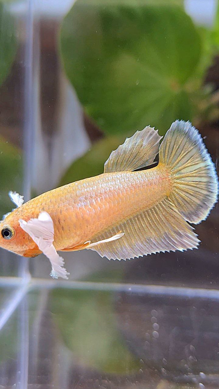 FEMALE HALFMOON DUMBO EAR GOLD BETTA FISH