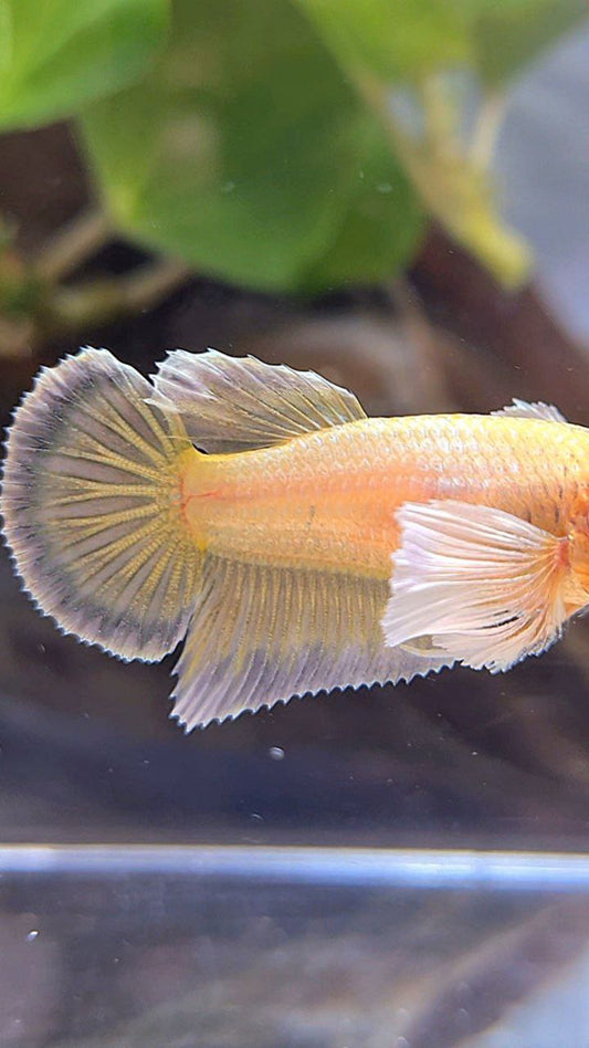 FEMALE HALFMOON DUMBO EAR GOLD BETTA FISH