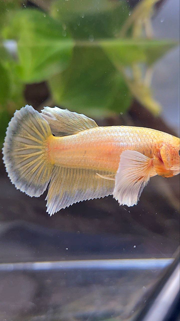 FEMALE HALFMOON DUMBO EAR GOLD BETTA FISH