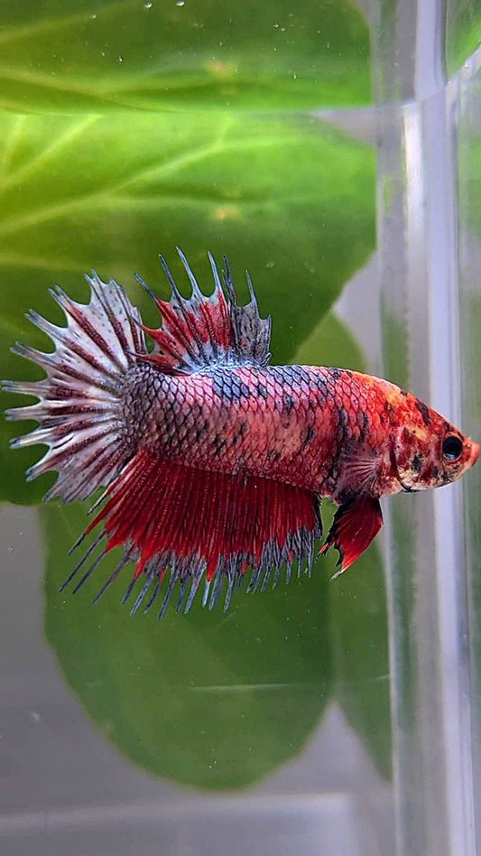 CROWNTAIL PLAKAT RED COPPER MARBLE MULTICOLOR BETTA FISH