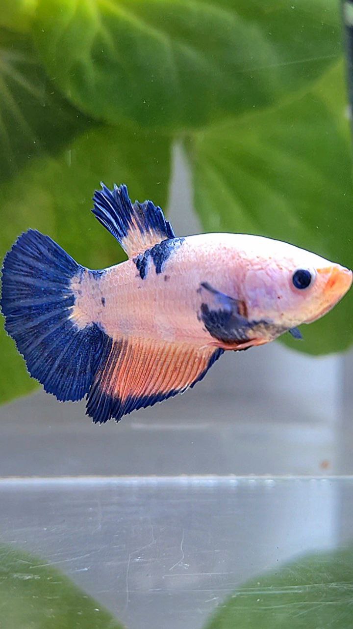 FEMALE HALFMOON PINK FLAMINGGO BLUE MARBLE BETTA FISH