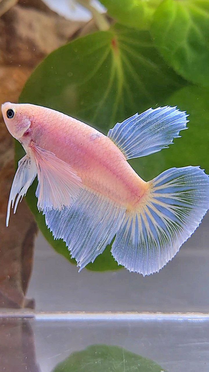 FEMALE HALFMOON DUMBO EAR WHITE BETTA FISH