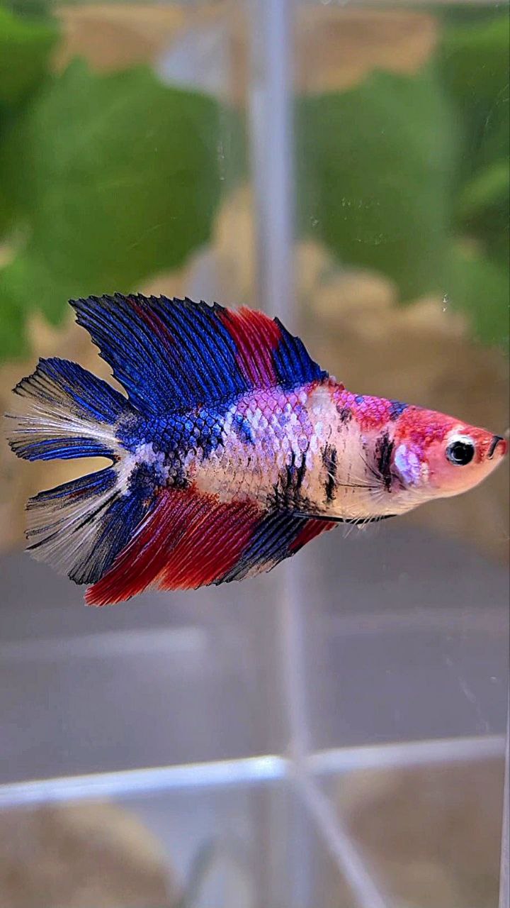 FEMALE HALFMOON DOUBLE TAIL PURPLE CANDY MULTICOLOR BETTA FISH