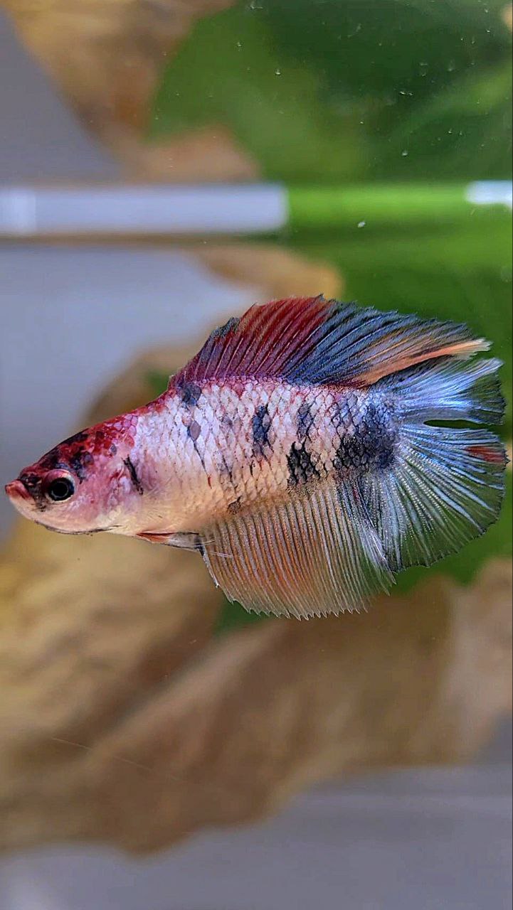 FEMALE HALFMOON DOUBLE TAIL PINK FANCY MULTICOLOR BETTA FISH