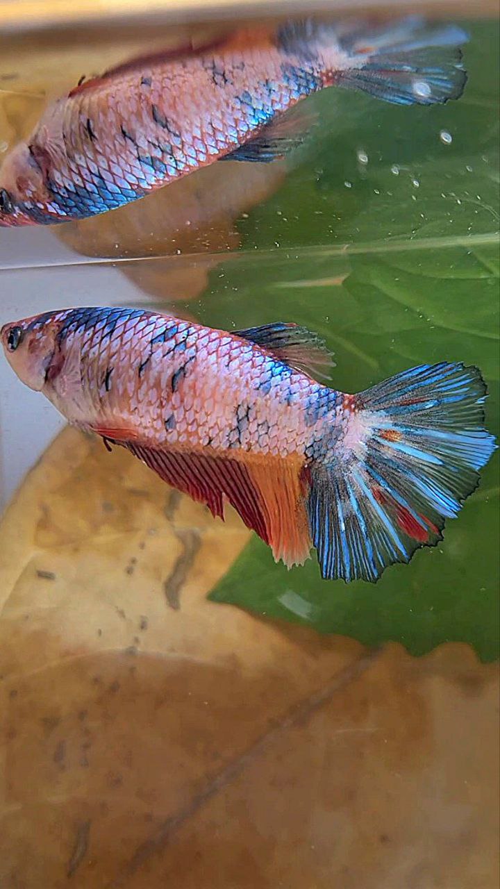 XL FEMALE HALFMOON FANCY MULTICOLOR BETTA FISH