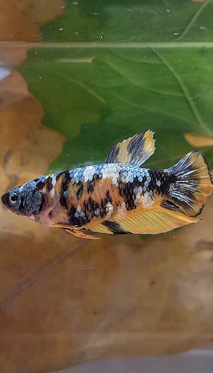 FEMALE PLAKAT YELLOW COPPER FANCY MULTICOLOR BETTA FISH