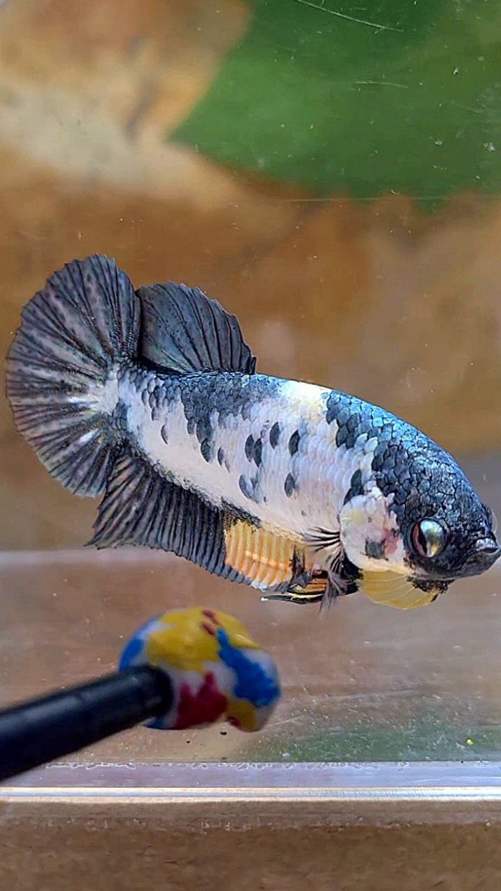 FEMALE PLAKAT FANCY COPPER MARBLE YELLOW MULTICOLOR BETTA FISH