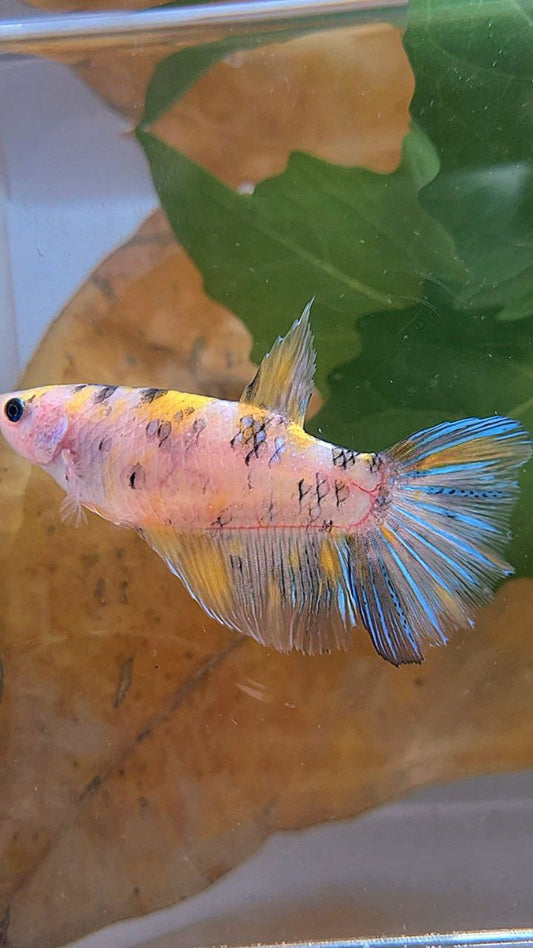 XL FEMALE HALFMOON KOI YELLOW MULTICOLOR BETTA FISH