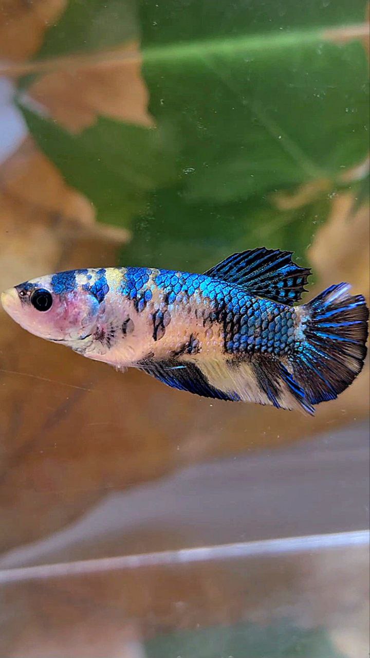 FEMALE PLAKAT METTALIC YELLOW BLUE MULTICOLOR FISH