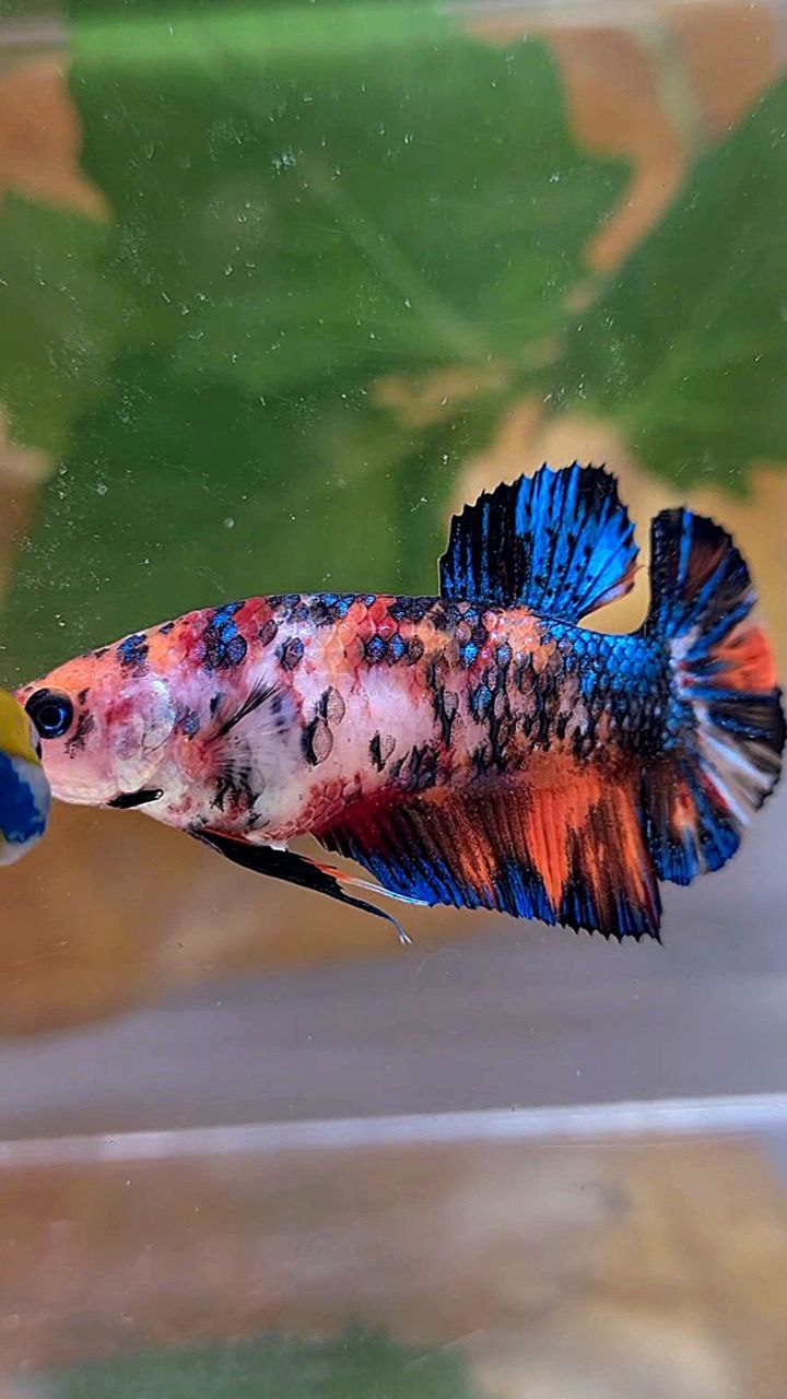 FEMALE PLAKAT BLACK NEMO METTALIC MULTICOLOR BETTA FISH