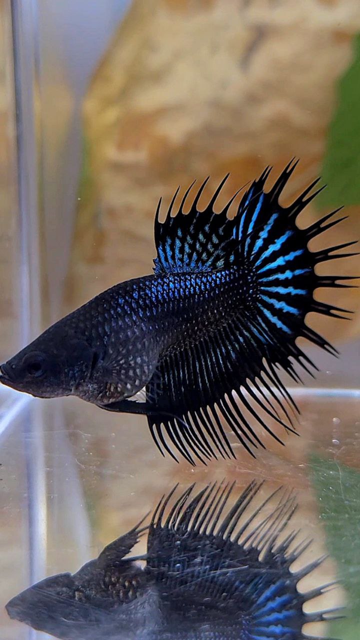 FEMALE KING CROWNTAIL BLACK ORCHID BETTA FISH