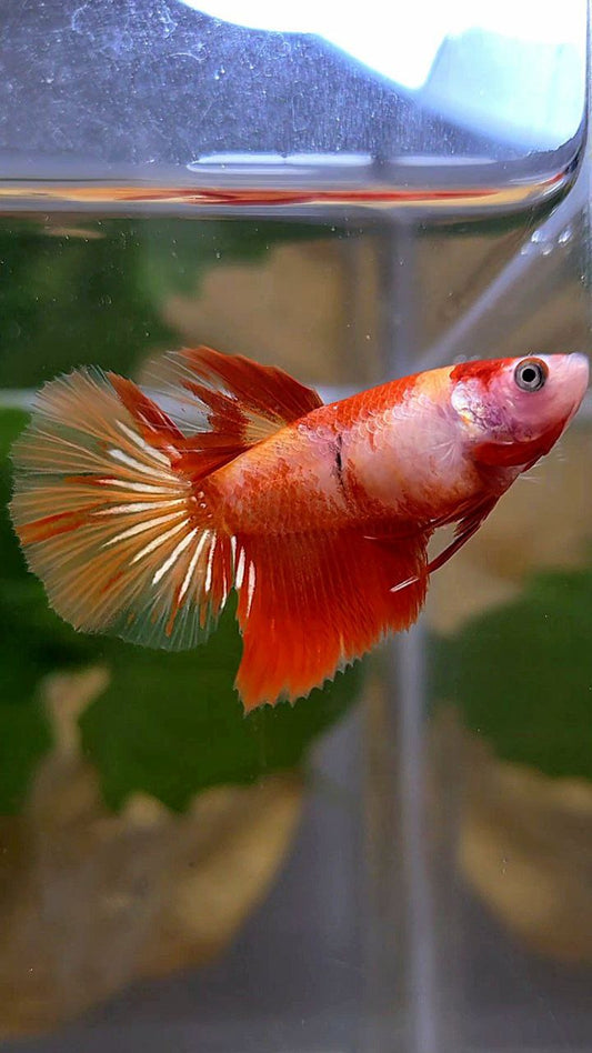 FEMALE HALFMOON LEOPARD KOI MULTICOLOR BETTA FISH