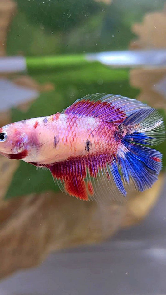 FEMALE HALFMOON DOUBLE TAIL PURPLE CANDY MULTICOLOR BETTA FISH