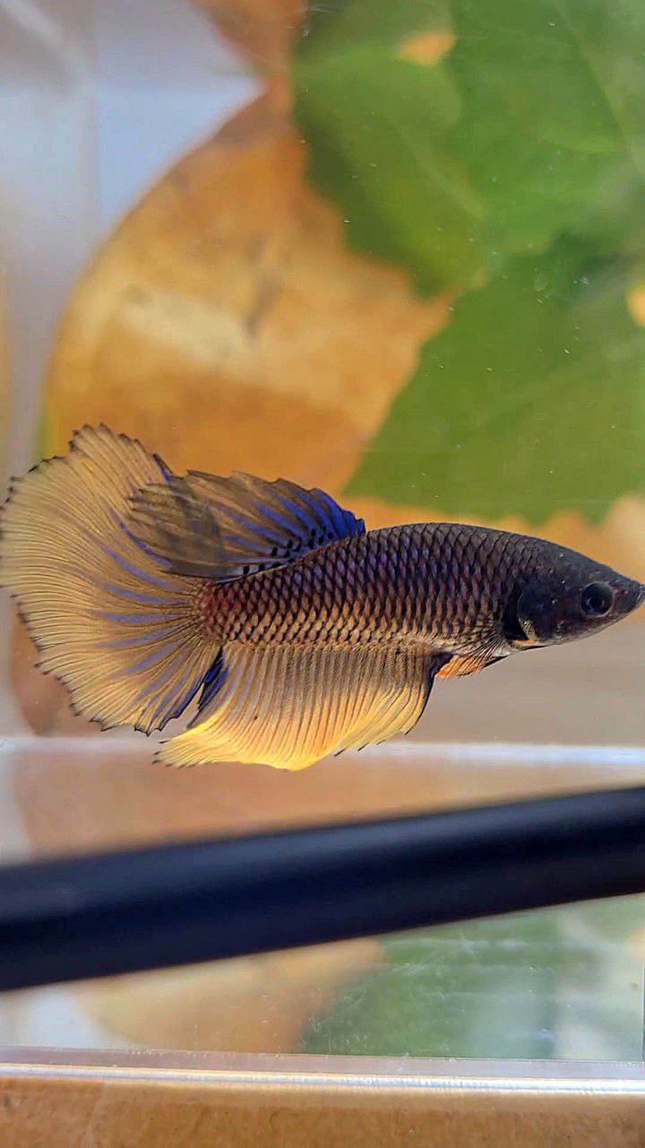 XL FEMALE HALFMOON YELLOW BLACK MUSTARD GAS BETTA FISH