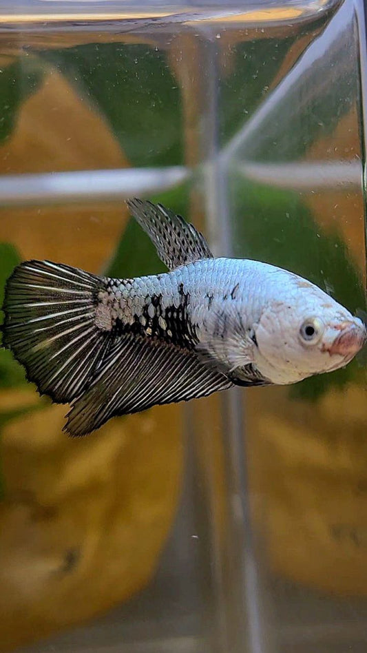 FEMALE HALFMOON BLACK SAMURAI SNOW BETTA FISH