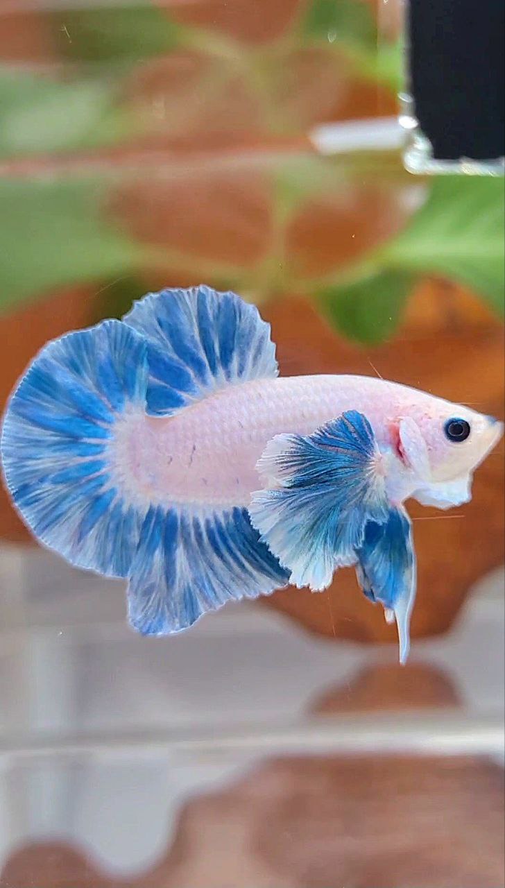 PLAKAT DUMBO EAR BLUE SKY GRIZZLE FISH