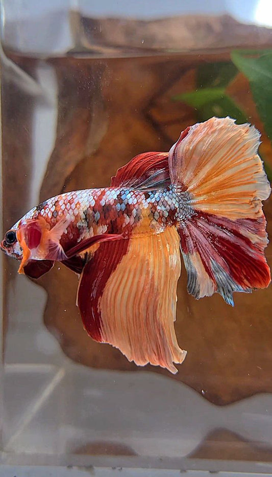 HALFMOON ROSETAIL ORANGE COPPER GALAXY MULTICOLOR BETTA FISH