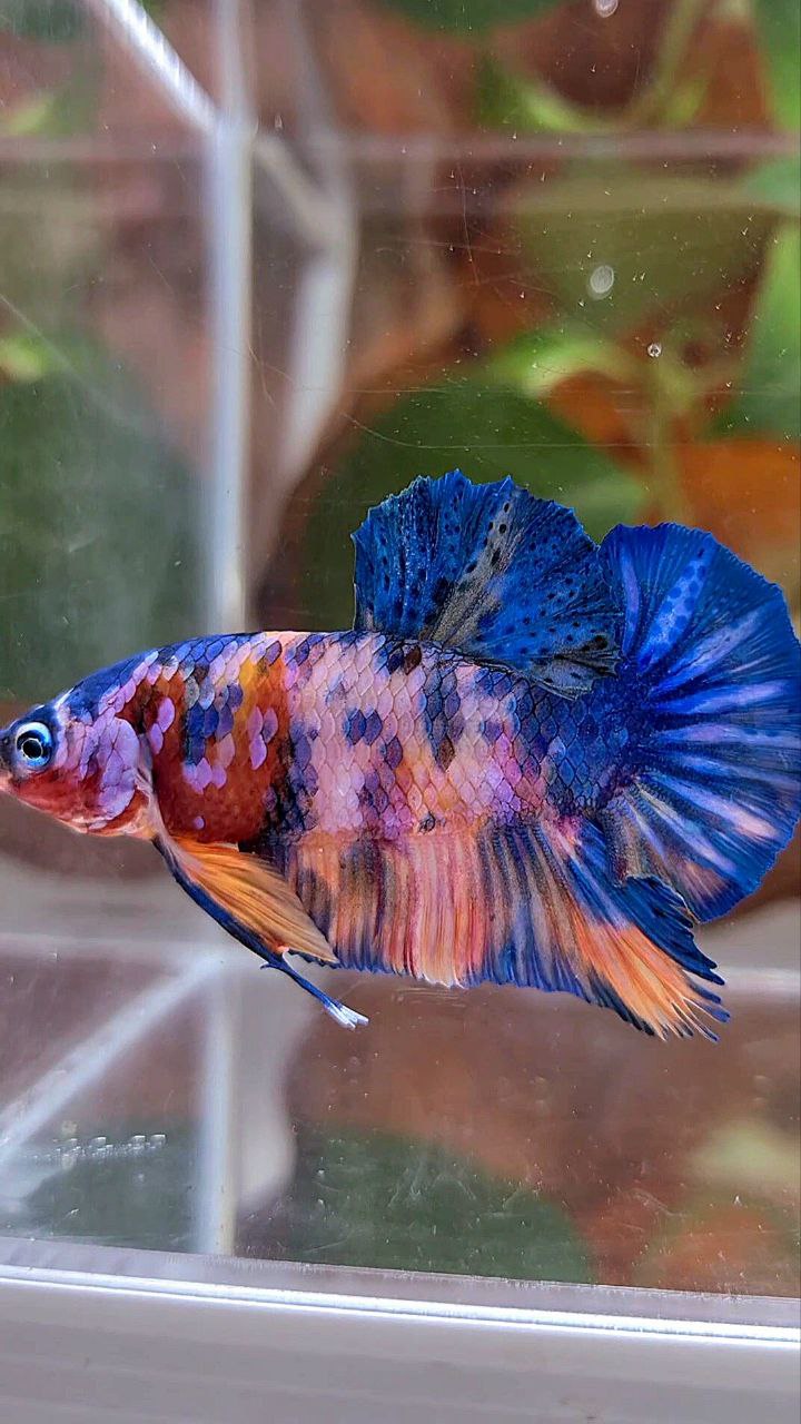 PLAKAT PINK CANDY COPPER GALAXY MULTICOLOR BETTA FISH